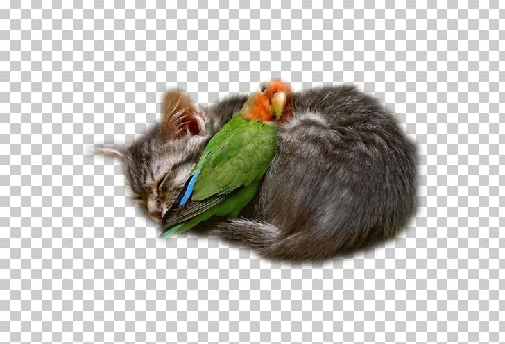 Interspecies Friendship Love Cat Intimate Relationship PNG, Clipart, Animals, Best Friends Forever, Boyfriend, Cat Like Mammal, Family Free PNG Download
