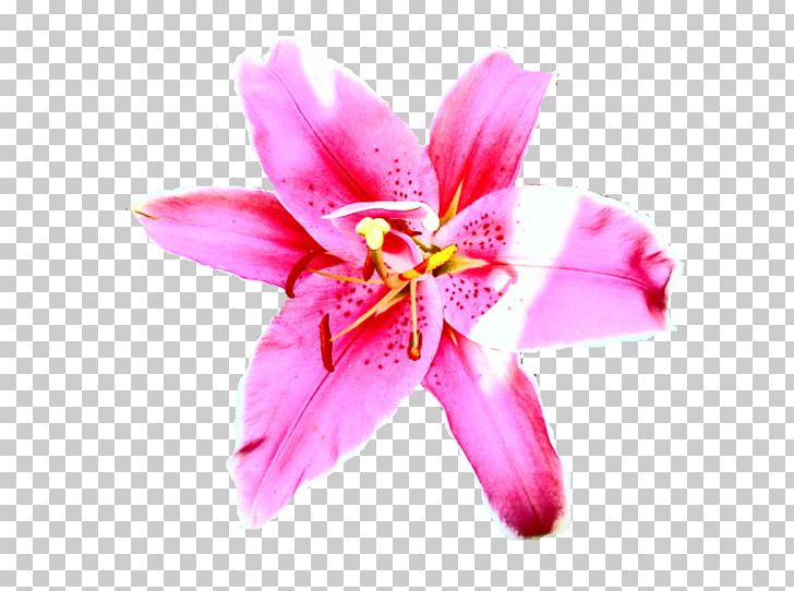 Pink M Close-up Petal Lily M P!nk PNG, Clipart, Closeup, Closeup, Flora, Flower, Flowering Plant Free PNG Download