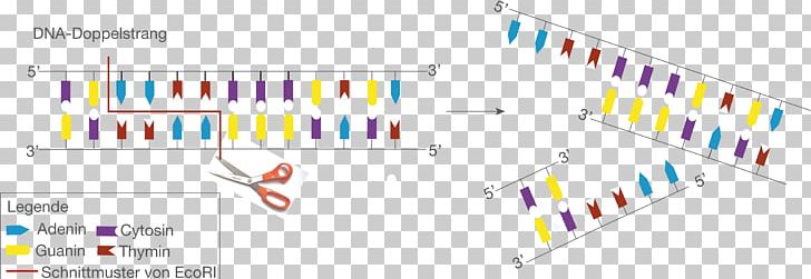 Restriction Enzyme EcoRI Sticky And Blunt Ends DNA Replication PNG, Clipart, Angle, Brand, Diagram, Dna, Dna Ligase Free PNG Download
