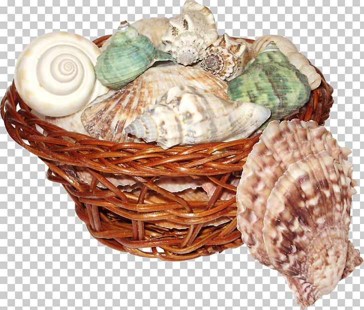 Seashell PNG, Clipart, Animal Product, Basket, Basket Ball, Basket Of Apples, Baskets Free PNG Download