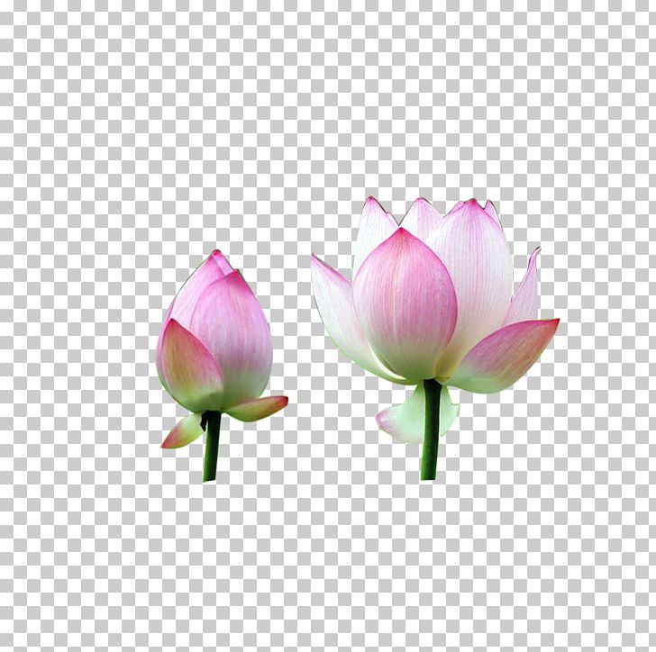 Nelumbo Nucifera Flower Water Lily PNG, Clipart, Aquatic Plant, Bud, Computer Software, Creative, Creative Flower Free PNG Download