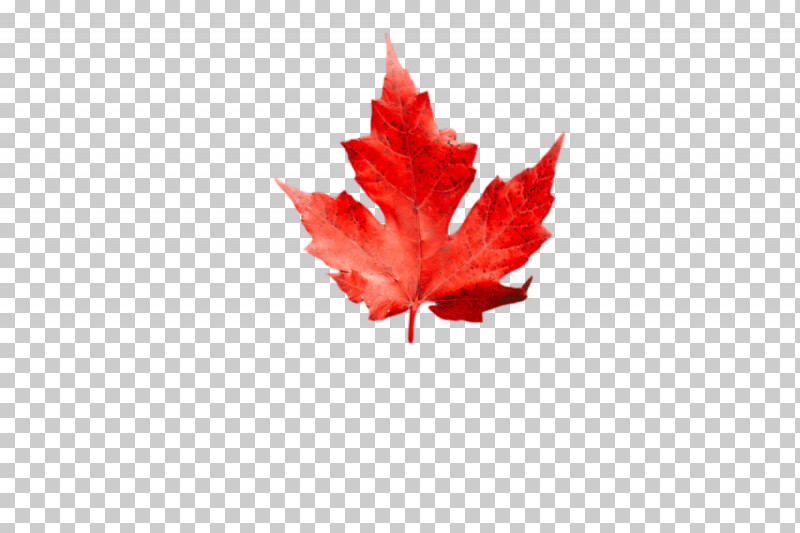 Leaf Maple Leaf / M Maple M-tree Tree PNG, Clipart, Biology, Flower, Leaf, Maple, Maple Leaf M Free PNG Download