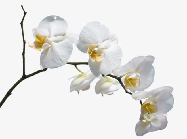 A White Flower PNG, Clipart, A Flower, Beautiful, Beautiful Orchid Flower, Flower, Flower Clipart Free PNG Download