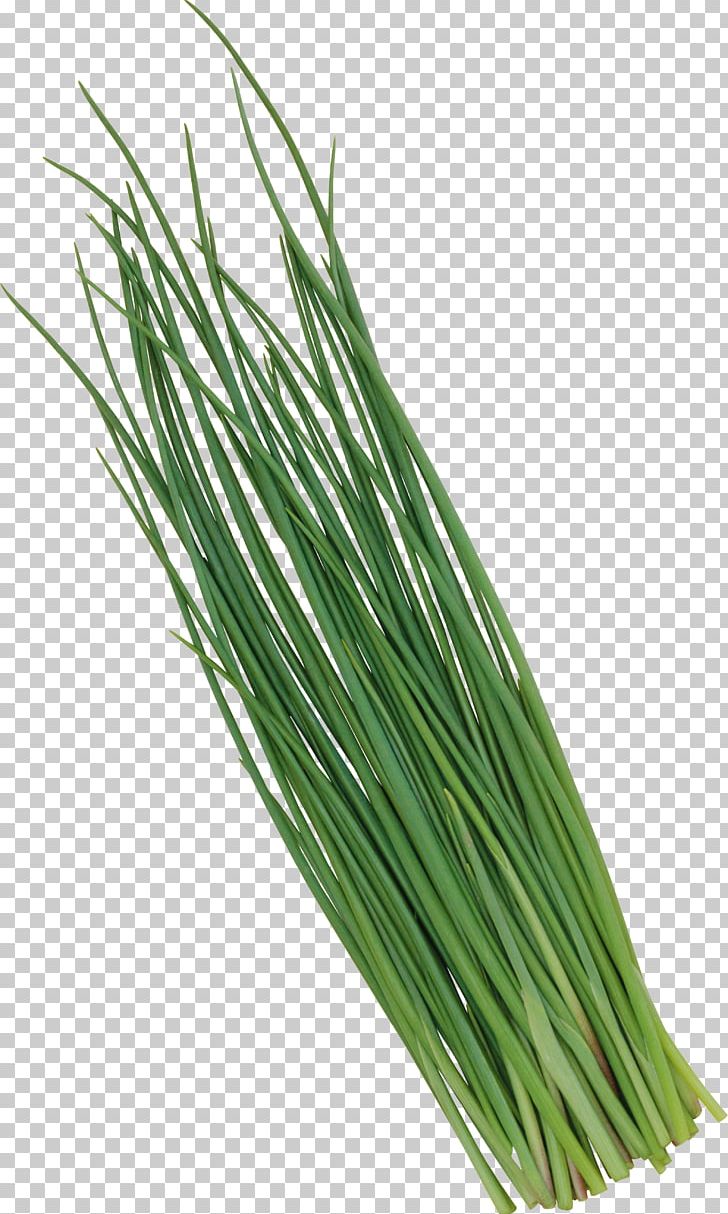Chives Welsh Onion Garlic Vegetable Leek PNG, Clipart, Chives, Commodity, Condiment, Food, Garlic Free PNG Download