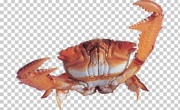 Crab Malacostracans PNG, Clipart, Animals, Animal Source Foods, Animaux, Claw, Coreldraw Free PNG Download