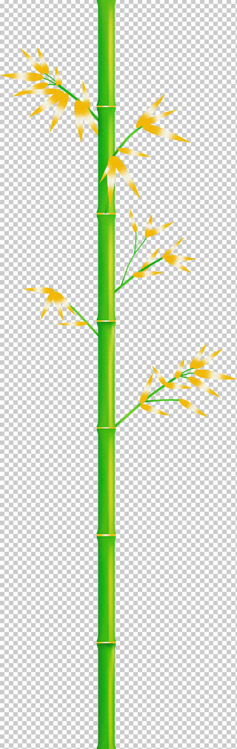 Bamboo Leaf PNG, Clipart, Bamboo, Branch, Elymus Repens, Grass, Grass Family Free PNG Download