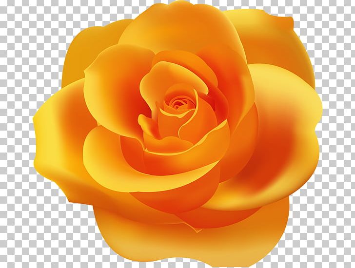 Garden Roses Desktop PNG, Clipart, Blue, Clip Art, Closeup, Computer, Cut Flowers Free PNG Download