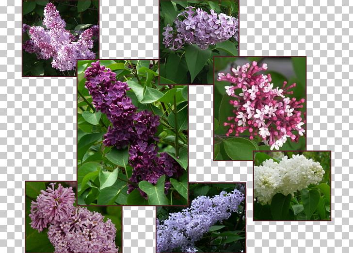 Syringa Reticulata Shrub Gardening Lilac Tree PNG, Clipart, Annual Plant, Blog, Calgary, Color, Flower Free PNG Download