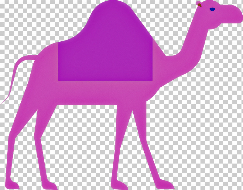 Camel Ramadan Arabic Culture PNG, Clipart, Arabian Camel, Arabic Culture, Camel, Camelid, Magenta Free PNG Download