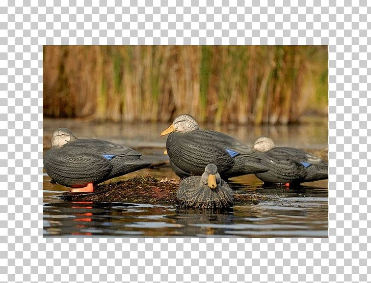 Cormorant Beak Seabird Pond PNG, Clipart, Animal, Animals, Beak, Bird, Cormorant Free PNG Download