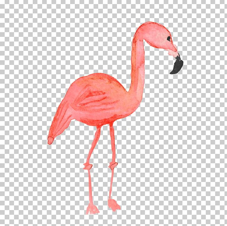 Flamingos Common Ostrich Bird PNG, Clipart, Animal, Animals, Beak, Bird, Cartoon Flamingo Free PNG Download