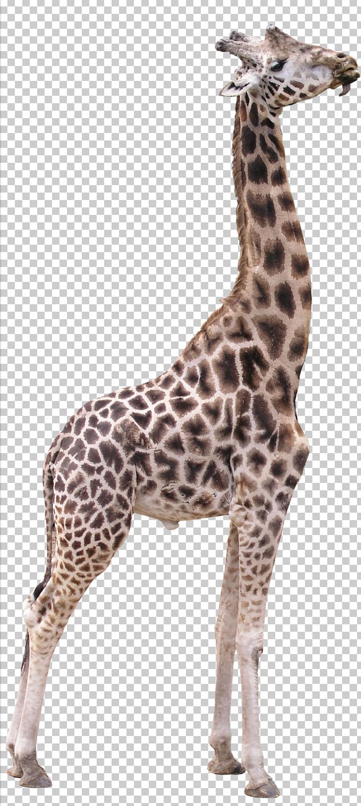 Northern Giraffe 3D Computer Graphics Texture Mapping PNG, Clipart, 2d Computer Graphics, 3d Computer Graphics, Ambient Occlusion, Animal Figure, Animals Free PNG Download