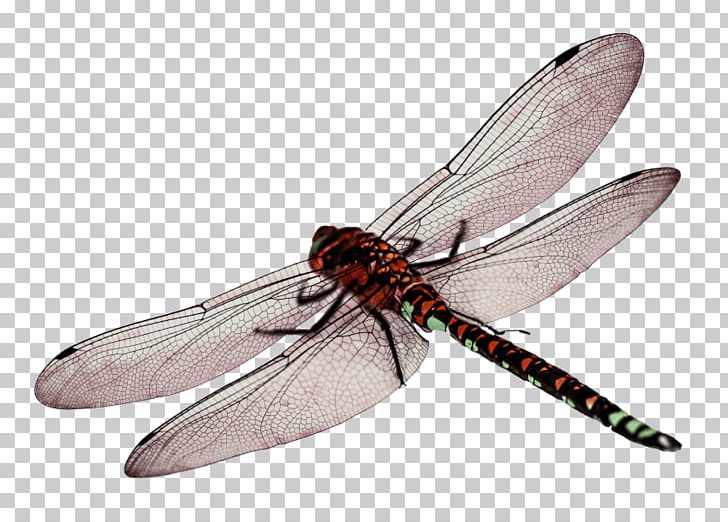 Portable Network Graphics Dragonfly Wings Transparency PNG, Clipart, Animals, Arthropod, Computer Icons, Desktop Wallpaper, Download Free PNG Download