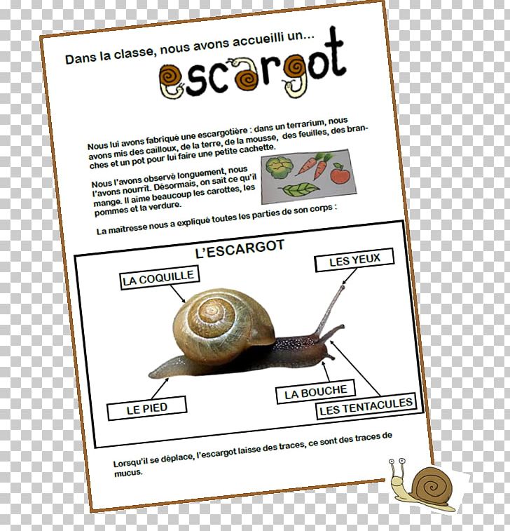 The Snail Insect Gastropods Heliciculture PNG, Clipart, Animal, Animal Husbandry, Animals, Child, Gastropods Free PNG Download