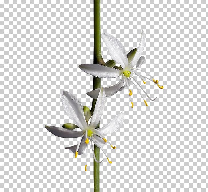 TinyPic Flower PNG, Clipart, Beyaz, Blog, Cicek, Cicek Resimler, Flora Free PNG Download