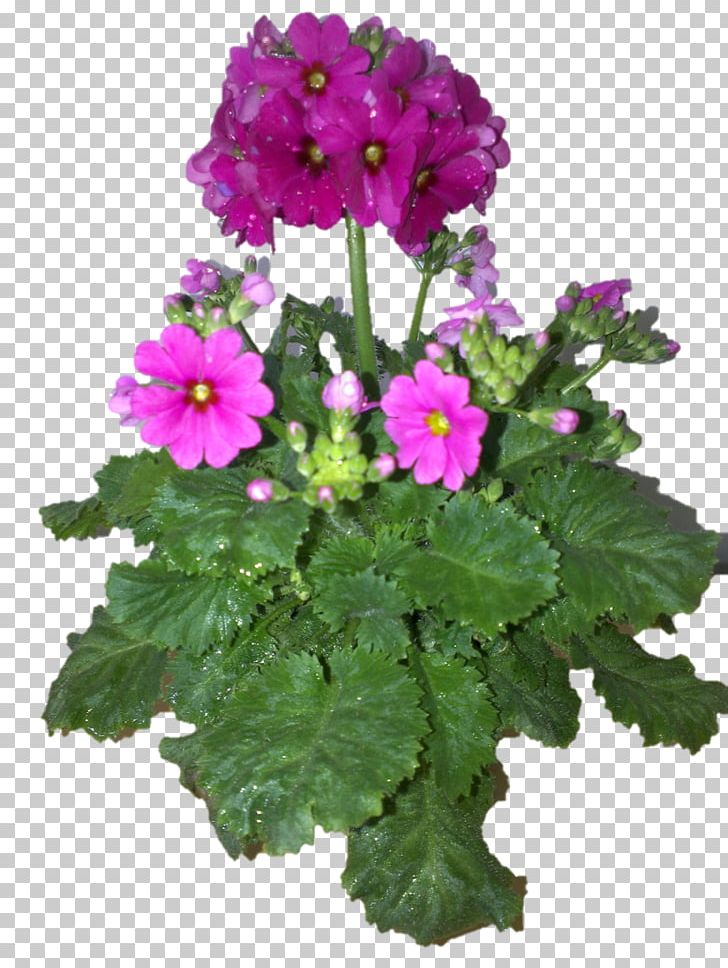 Vervain Annual Plant Herbaceous Plant Primrose PNG, Clipart, Annual Plant, Flower, Flowering Plant, Flowerpot, Flowers Free PNG Download