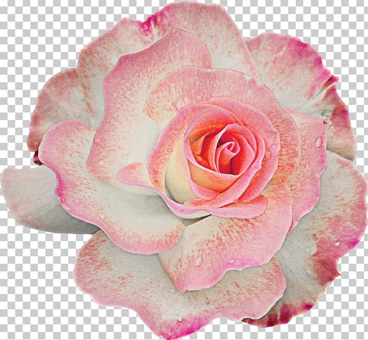 Flower Garden Roses Centifolia Roses PNG, Clipart, Centifolia Roses, Closeup, Cut Flowers, Floribunda, Flower Free PNG Download