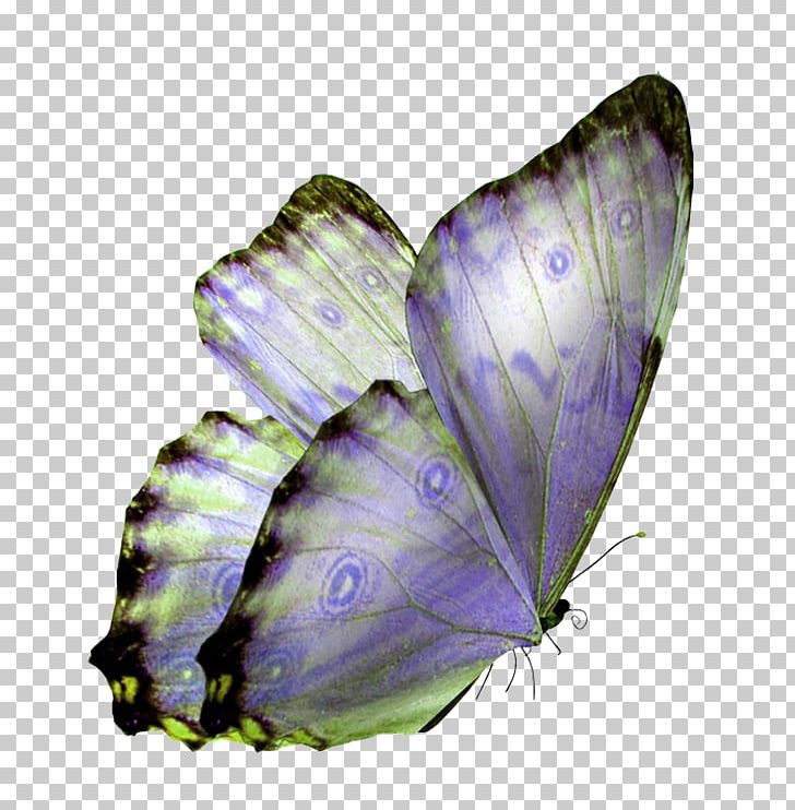 Glasswing Butterfly Monarch Butterfly PNG, Clipart, Avatan, Avatan Plus, Brush Footed Butterfly, Butterflies And Moths, Butterfly Free PNG Download