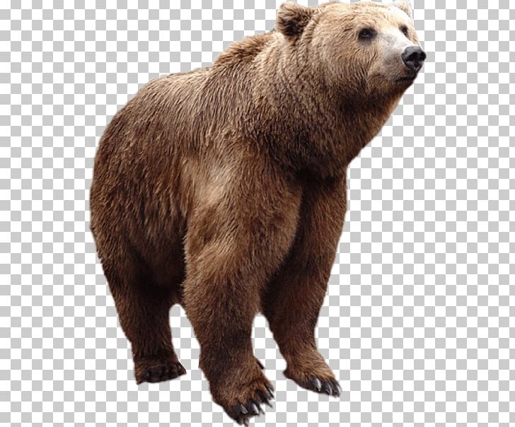 Grizzly Bear American Black Bear Alaska Peninsula Brown Bear Fur PNG, Clipart, Alaska Peninsula Brown Bear, American Black Bear, Amyotrophic Lateral Sclerosis, Animal, Animals Free PNG Download