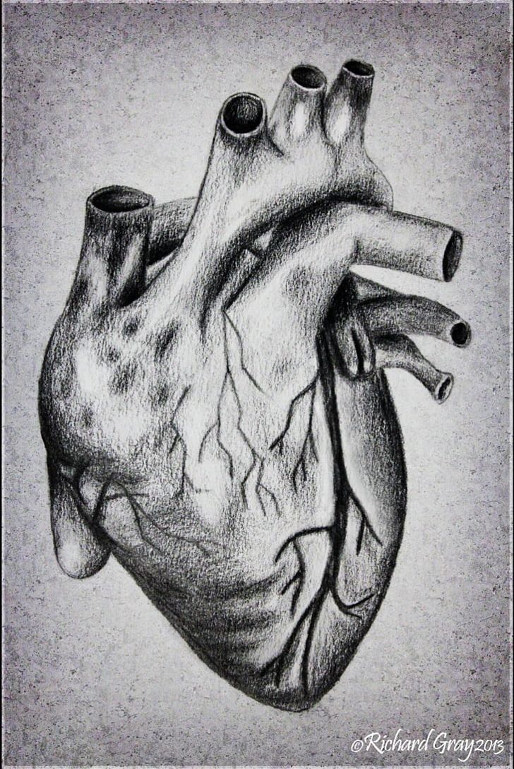 human heart pictures to draw