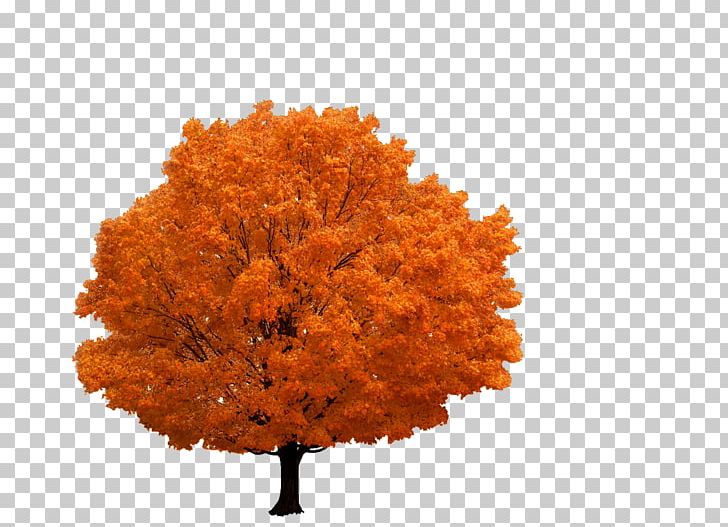 Tree Branch Autumn PNG, Clipart, Autumn, Autumn Leaf Color, Branch, Computer Icons, Download Free PNG Download