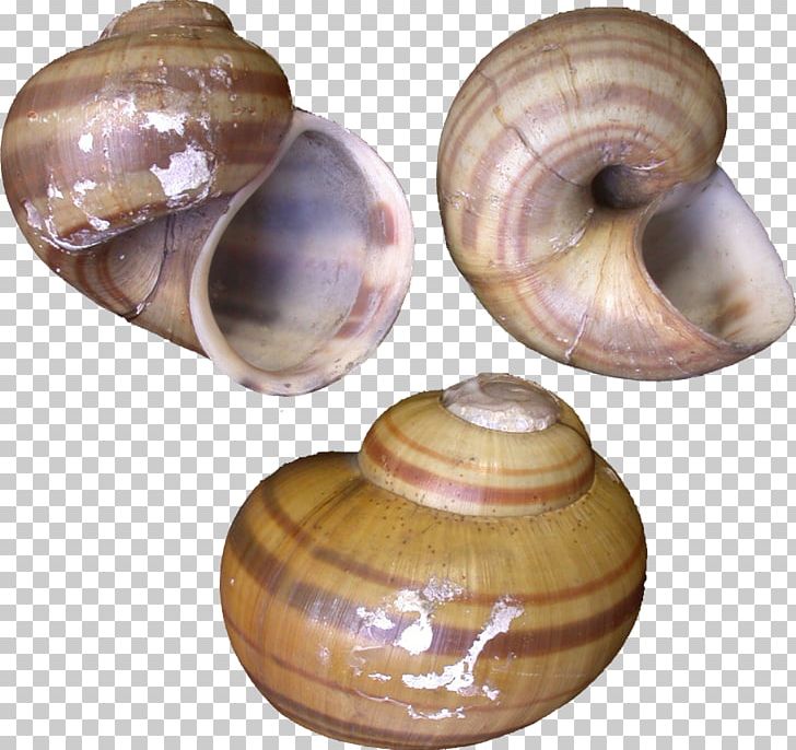 Baltic Macoma Gastropods Snail Operculum Pomacea Maculata PNG, Clipart, Ampullariidae, Animals, Artifact, Baltic Clam, Clam Free PNG Download