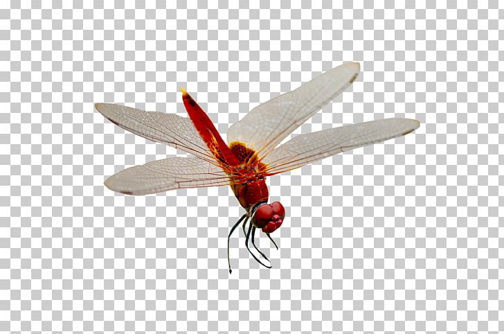 Dragonfly Adobe Illustrator PNG, Clipart, Arthropod, Dragonflies And Damseflies, Element, Encapsulated Postscript, Euclidean Vector Free PNG Download
