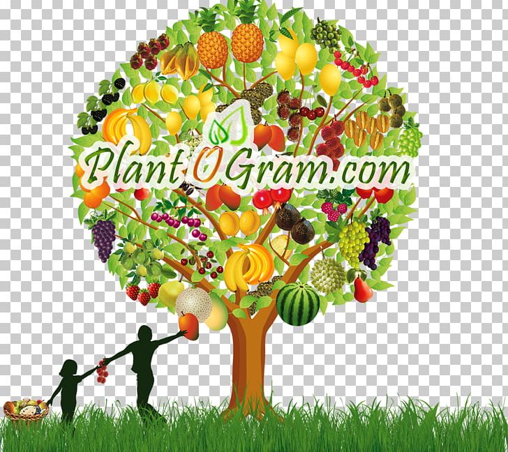 Fruit Tree Tropical Fruit Coupon PNG, Clipart, Black Sapote, Code, Coupon, Cut Flowers, Discounts And Allowances Free PNG Download