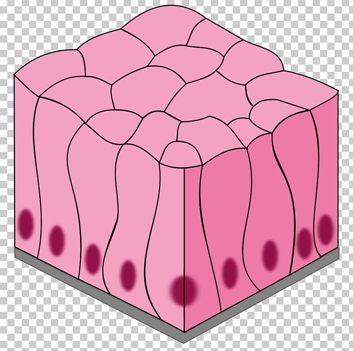 Simple Columnar Epithelium Simple Squamous Epithelium Stratified Squamous Epithelium Pseudostratified Columnar Epithelium PNG, Clipart, Anatomy, Angle, Cell, Connective Tissue, Epithelium Free PNG Download