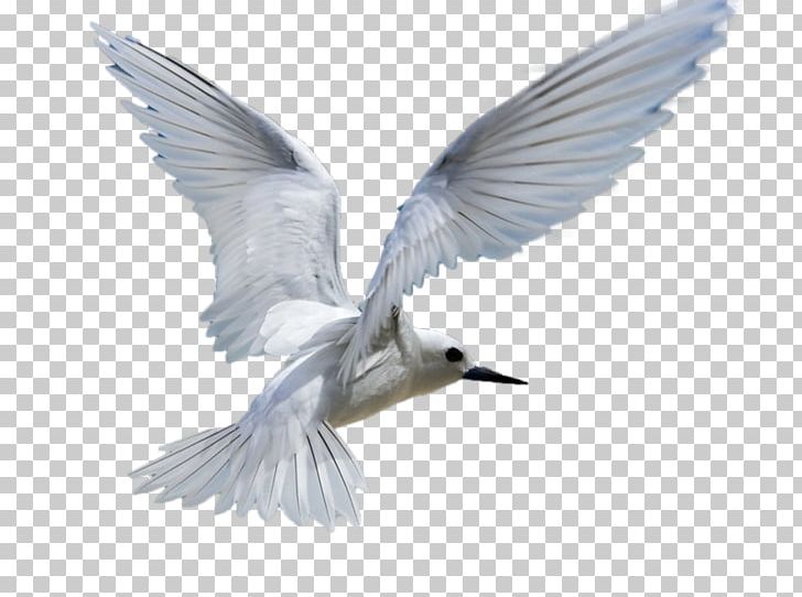 Bird Gulls Drawing PNG, Clipart, Animals, Beak, Bird, Charadriiformes, Common Tern Free PNG Download