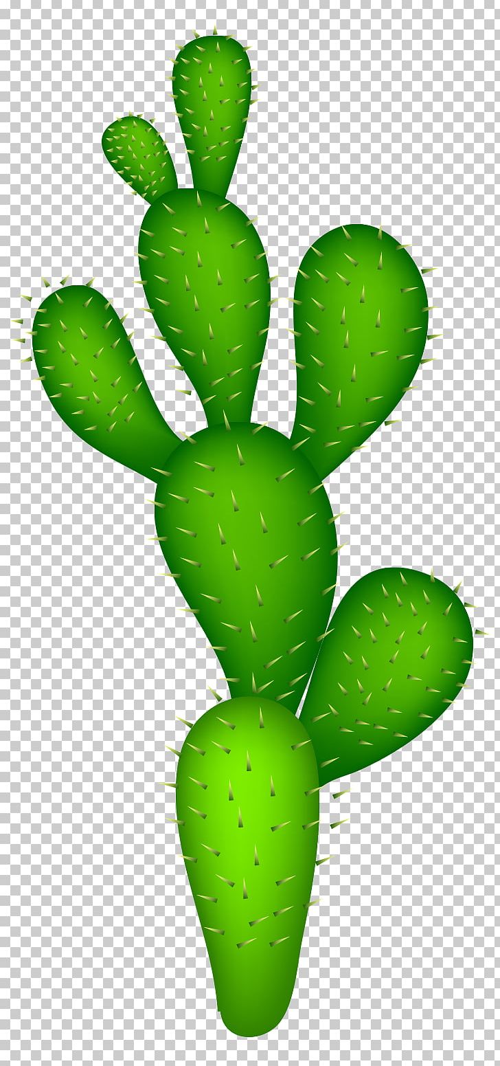 Cactaceae PNG, Clipart, Background Green, Cactus, Cactus Vector, Cdr, Desert Vector Free PNG Download