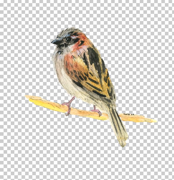 House Sparrow Bird Ortolan Bunting Lark PNG, Clipart, 4 Size, Animal, Animals, Beak, Bird Free PNG Download