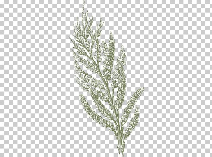 Twig Vecteur PNG, Clipart, Branch, Commodity, Computer Graphics, Grass, Grass Family Free PNG Download