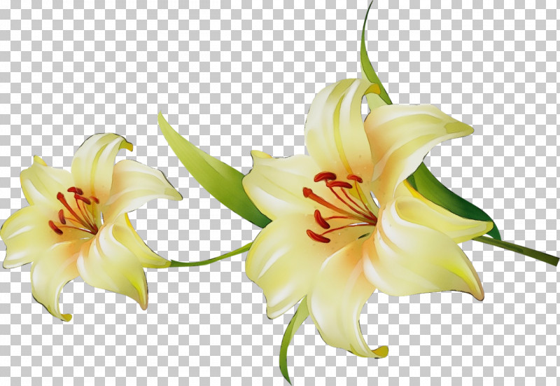 Amaryllis Plant Stem Cut Flowers Jersey Lily Petal PNG, Clipart, Amaryllis, Biology, Cut Flowers, Daylilies, Flower Free PNG Download