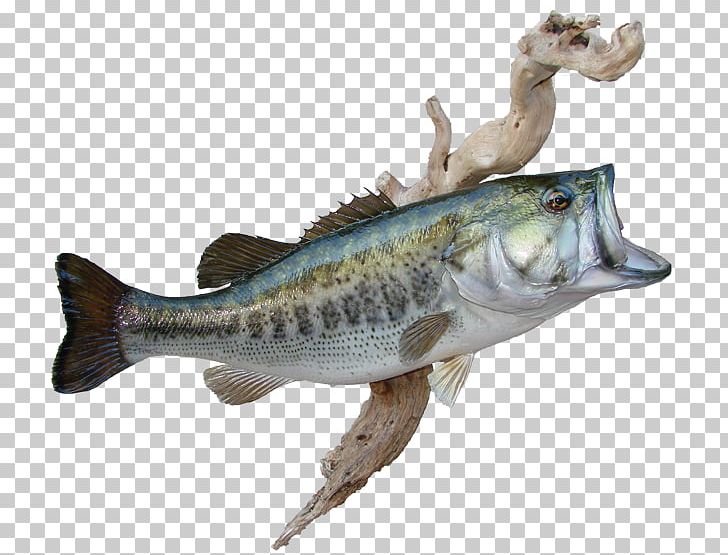 Barramundi Fish Perch Cod Fauna PNG, Clipart, Animal, Animal Figure, Animals, Barramundi, Bass Free PNG Download