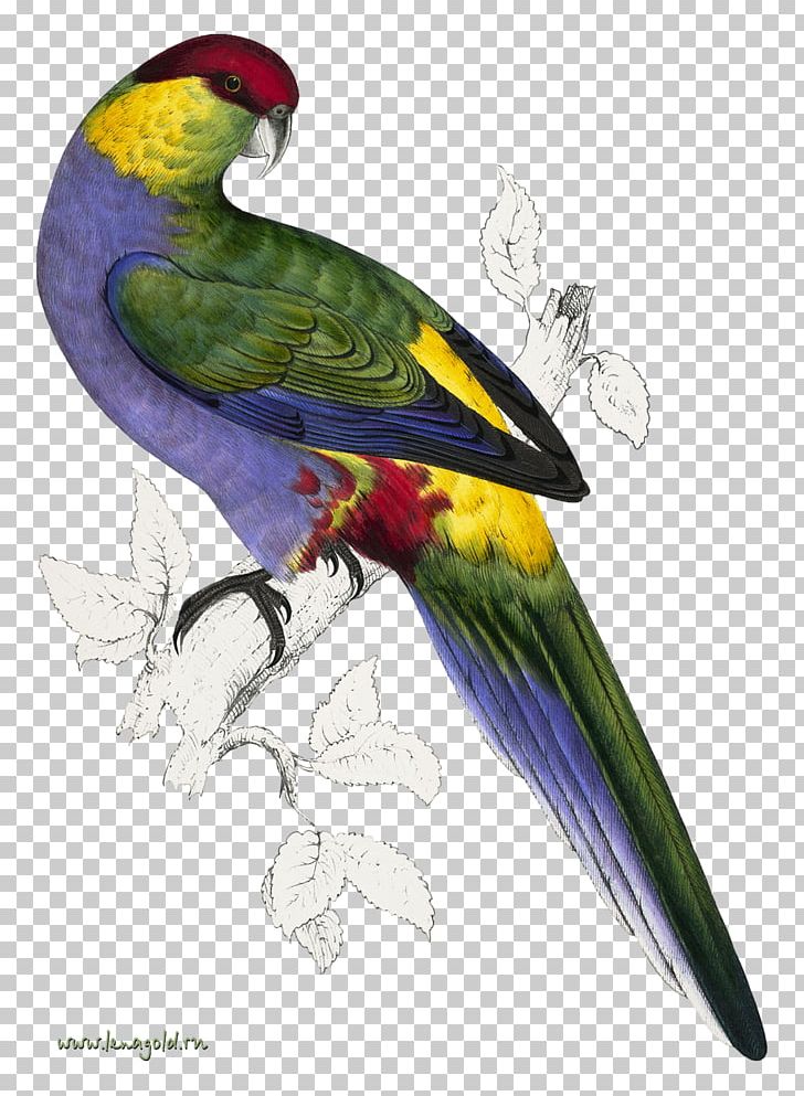 Bird Parrot Natural Histories: Extraordinary Rare Book Selections From The American Museum Of Natural History Library Purple-naped Lory Reptile PNG, Clipart, American Museum Of Natural History, Animals, Art, Beak, Bird Free PNG Download