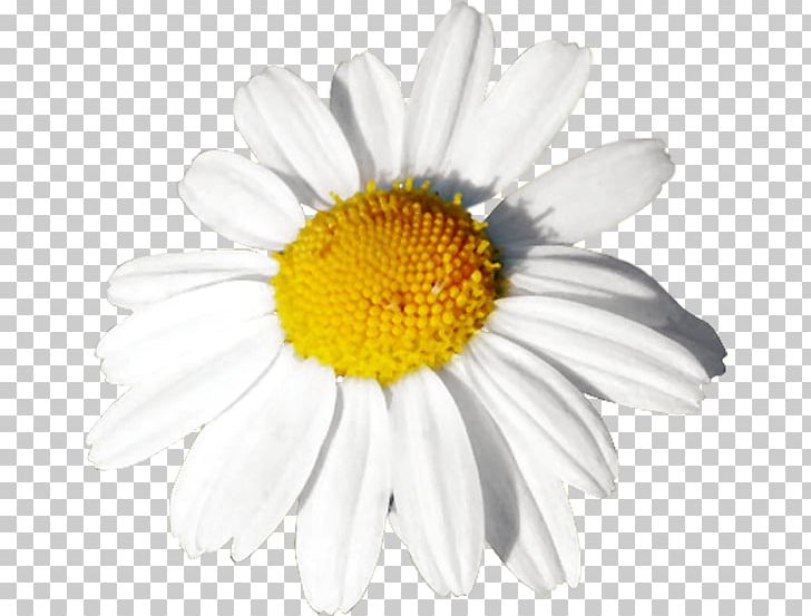 Common Daisy Oxeye Daisy Mayweed Roman Chamomile PNG, Clipart, Black And White, Camomile, Chamaemelum Nobile, Chamomile, Chrysanthemum Free PNG Download
