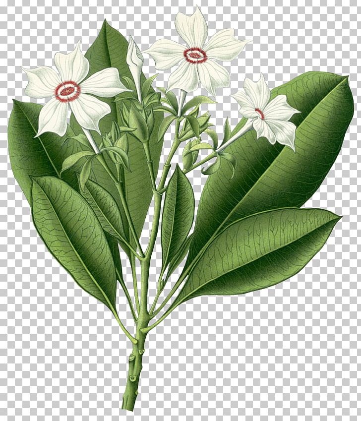 Köhler's Medicinal Plants Cerbera Odollam Cerbera Manghas Indian Medicinal Plants PNG, Clipart,  Free PNG Download