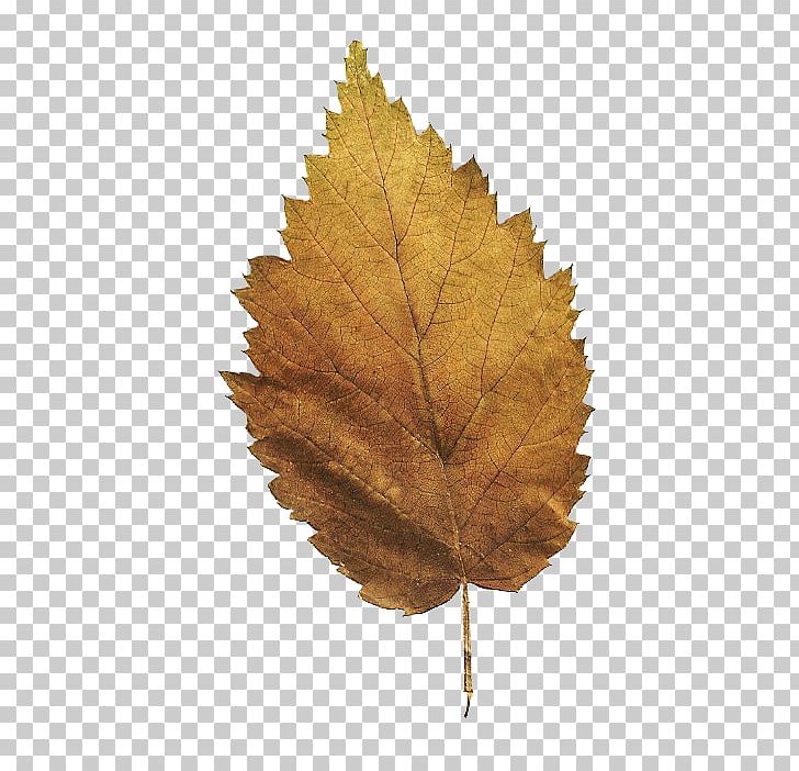 Maple Leaf Plane Trees PNG, Clipart, Leaf, Maple, Maple Leaf, Plane Tree Family, Plane Trees Free PNG Download