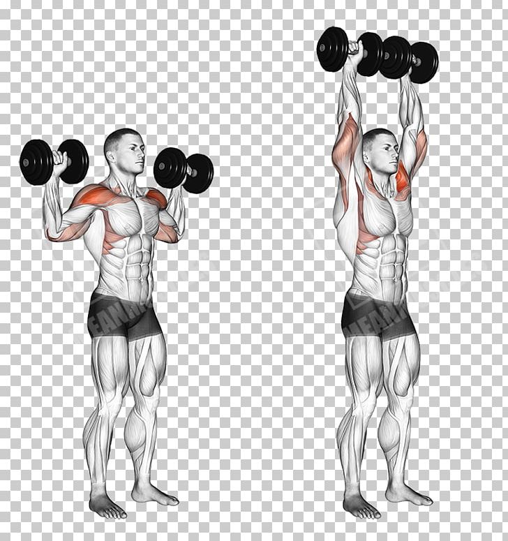 Biceps Curl Exercise Brachialis Muscle Triceps Brachii Muscle PNG, Clipart, Abdomen, Arm, Art, Back, Boxing Glove Free PNG Download