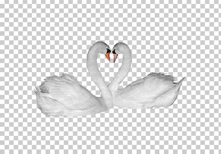 Cygnini Android Software Widget PNG, Clipart, Android, Beak, Bird, Computer Software, Couple Free PNG Download