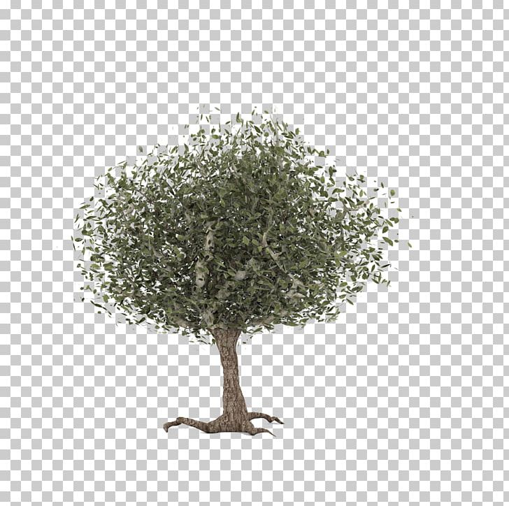 Twig Common Hawthorn Celtic Sacred Trees PNG, Clipart, 3d Computer Graphics, Branch, Celtic Sacred Trees, Common Hawthorn, Deciduous Free PNG Download