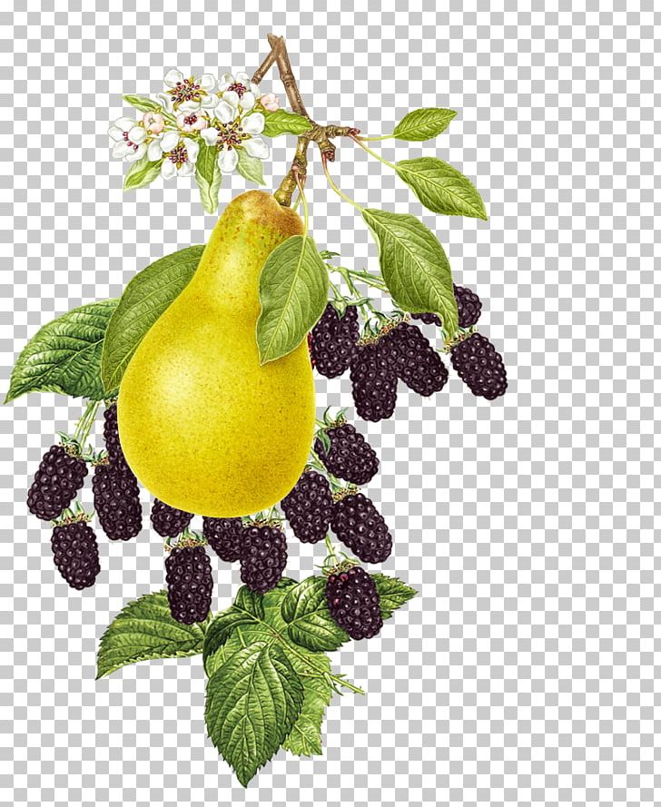 Wild Roots Vodka Food Raspberry Fruit Tree PNG, Clipart, Apple, Branch, Citron, Citrus, Food Free PNG Download