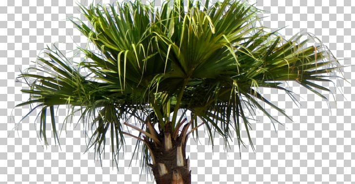Asian Palmyra Palm Livistona Chinensis Arecaceae Babassu Tree PNG, Clipart, Arecaceae, Arecales, Asian Palmyra Palm, Attalea, Attalea Speciosa Free PNG Download