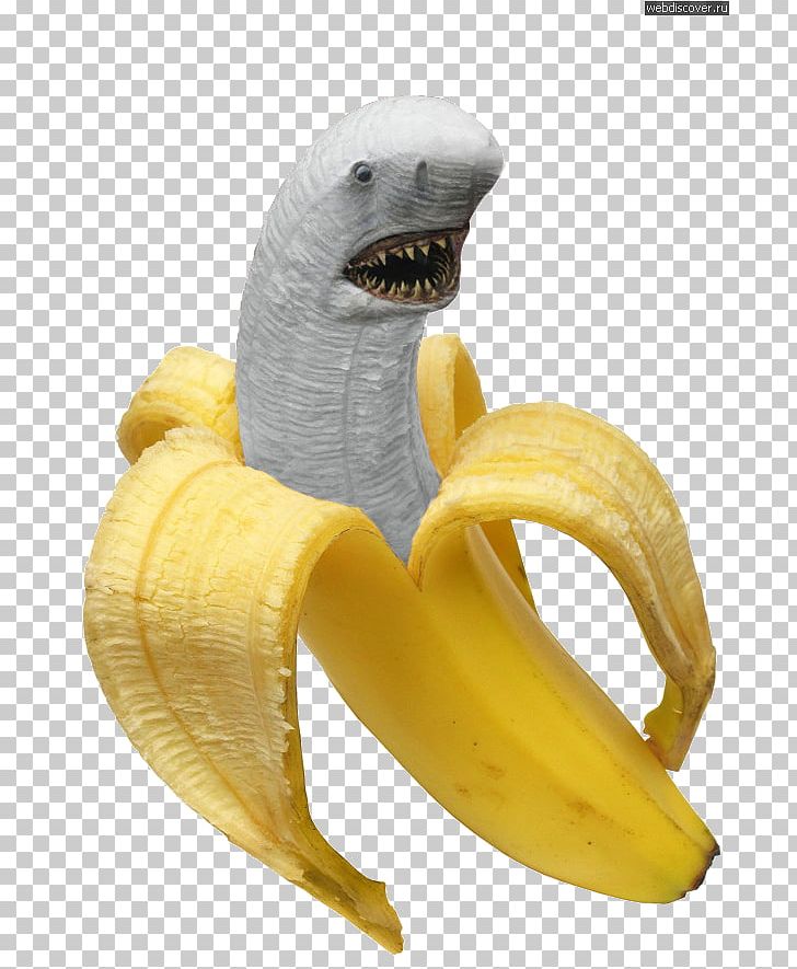 Banana Food Shark Peel Eating PNG, Clipart, Banana, Banana Family, Banana Peel, Berry, Cooking Plantain Free PNG Download