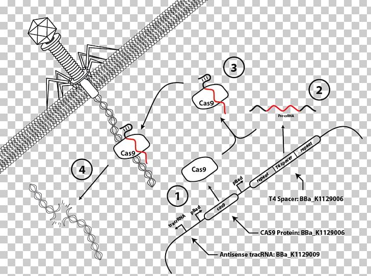 CRISPR Palindromic Sequence Cas9 Bacteria Immune System PNG, Clipart, Adaptive Immune System, Angle, Archaeans, Area, Auto Part Free PNG Download