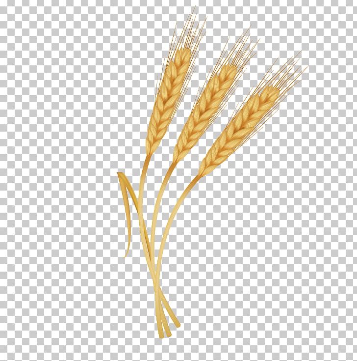 Emmer PNG, Clipart, Cereal, Cereal Germ, Christmas Decoration, Commodity, Corn On The Cob Free PNG Download