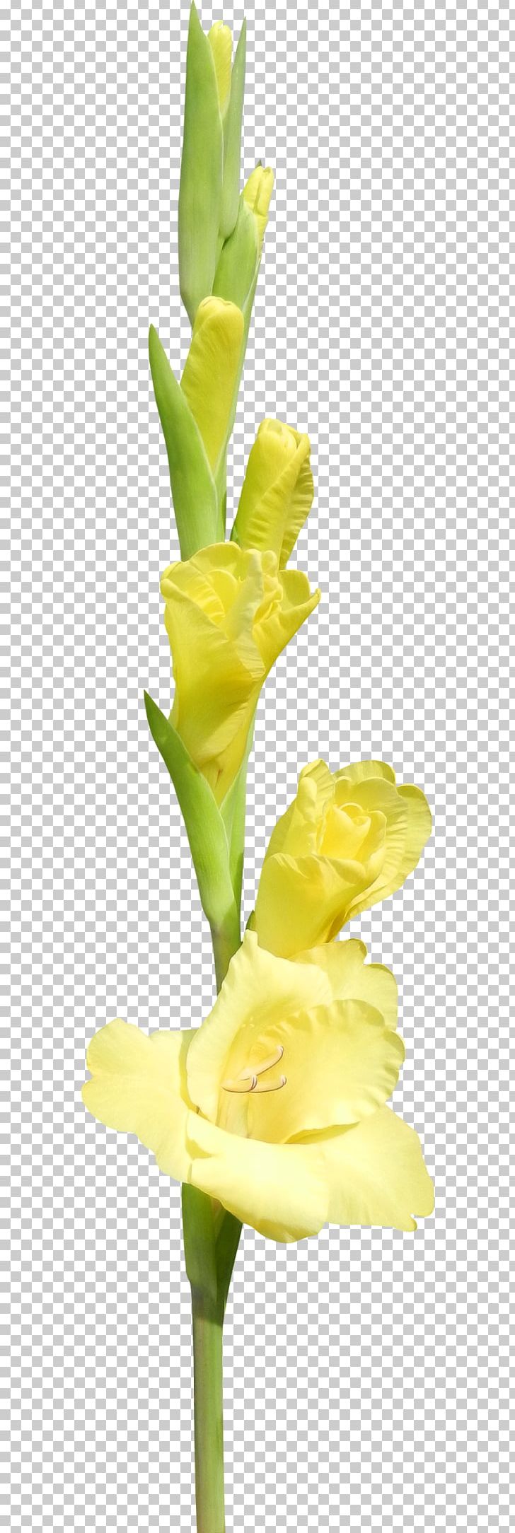 Gladiolus Cut Flowers Hyacinth Floral Design PNG, Clipart, Bud, Cut Flowers, Daffodil, Flora, Floral Design Free PNG Download
