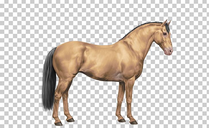 Mustang Mane Stallion Foal Sabino Horse PNG, Clipart, Bay, Bridle, Buckskin, Colt, Cream Locus Free PNG Download