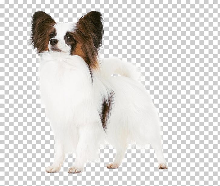 Papillon Dog Phalène Puppy Dog Breed Companion Dog PNG, Clipart, Animals, Breed, Breed Group Dog, Carnivoran, Companion Dog Free PNG Download